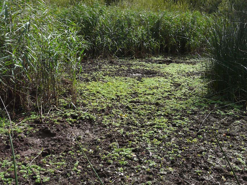 Laghetto di Montieri: biotopo meritevole!